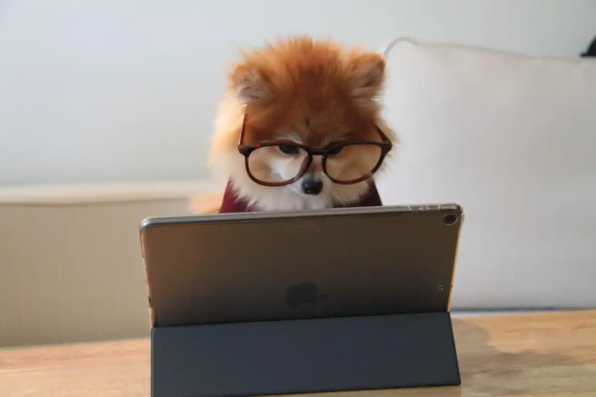 A dog with glasses watching ipad 